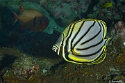 Chaetodon meyeri Papillon de meyer-Currieuse Coral Garden-11m-20190613-Denis-ADER-DSC_9536_tn